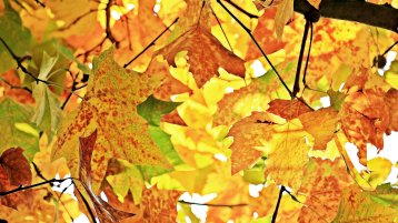 Herbstferienprogramm  (Bild: pixabay / pixel2013)